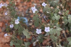 Barleria acuminata
